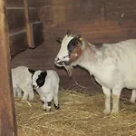 Logis De Chalons A La * Le Gua (Charente-Maritime)