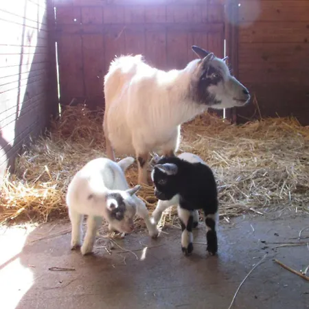 Logis De Chalons A La *