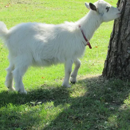 Logis De Chalons A La בית נופש *
