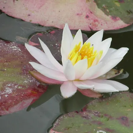 Logis De Chalons A La בית נופש