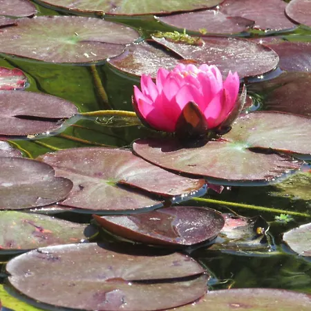 Logis De Chalons A La * Le Gua (Charente-Maritime)